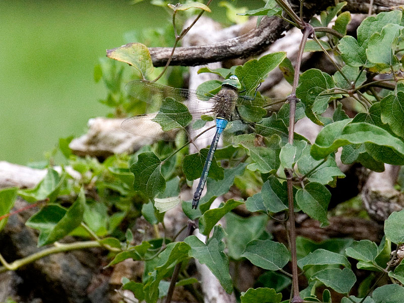 da determinare: Anax parthenope